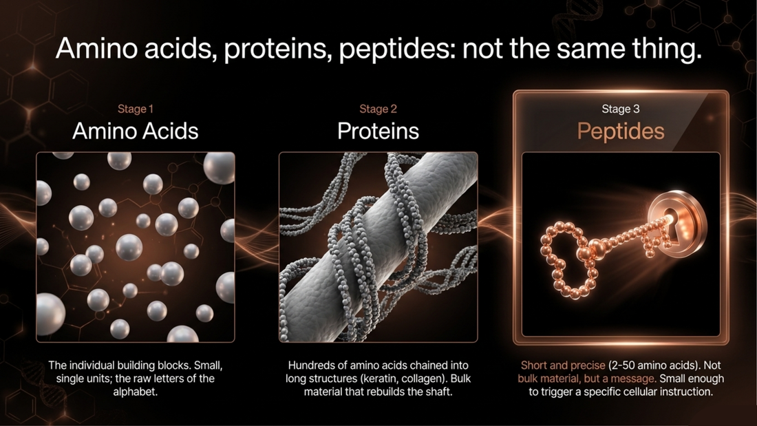 Peptides vs. Proteins: What’s the Difference in Haircare?
